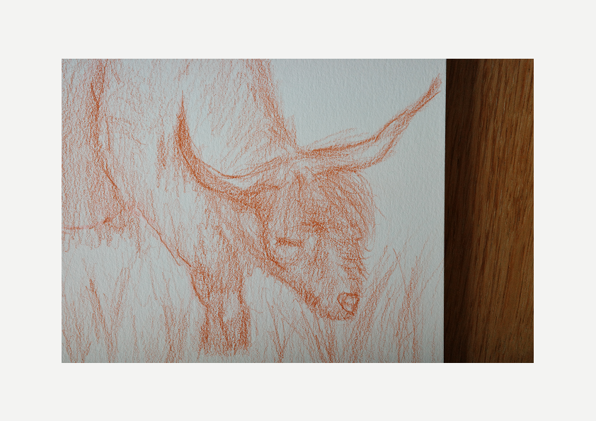 Highland cattle, art, visual work, sketching, color pencil