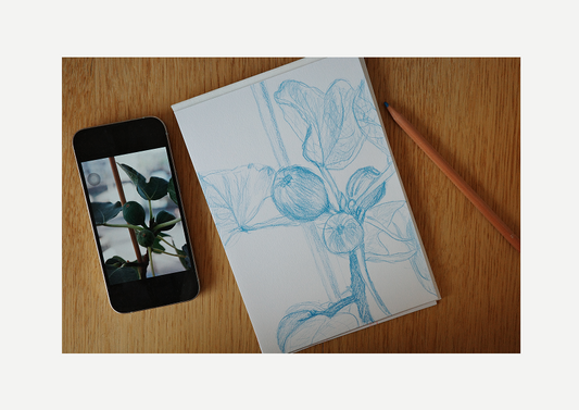 Fig, visual work, sketching, color pencil