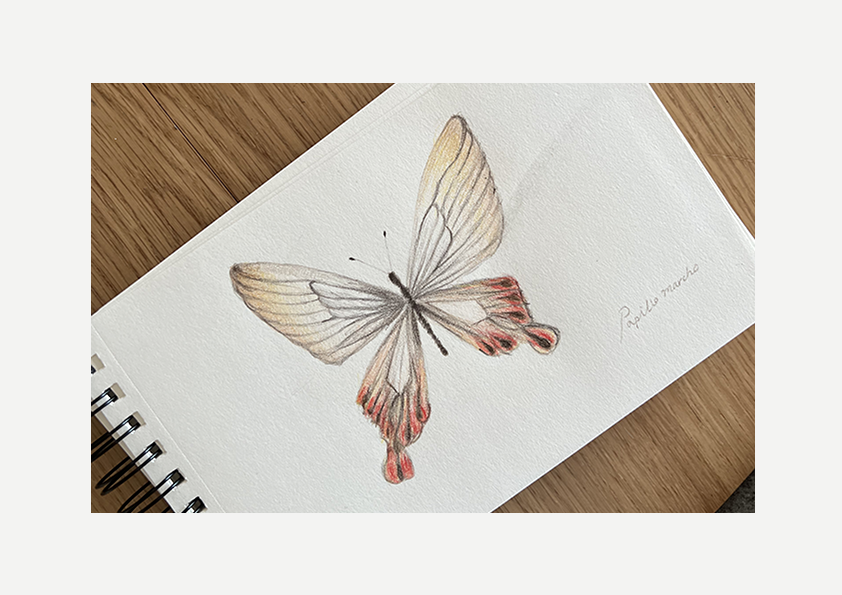 Papilio machaon, Colored pencil, Visual artwork, Painting, Gift