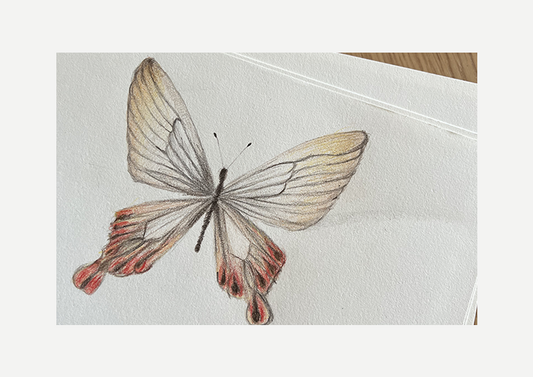 Papilio machaon, Colored pencil, Visual artwork, Painting, Gift