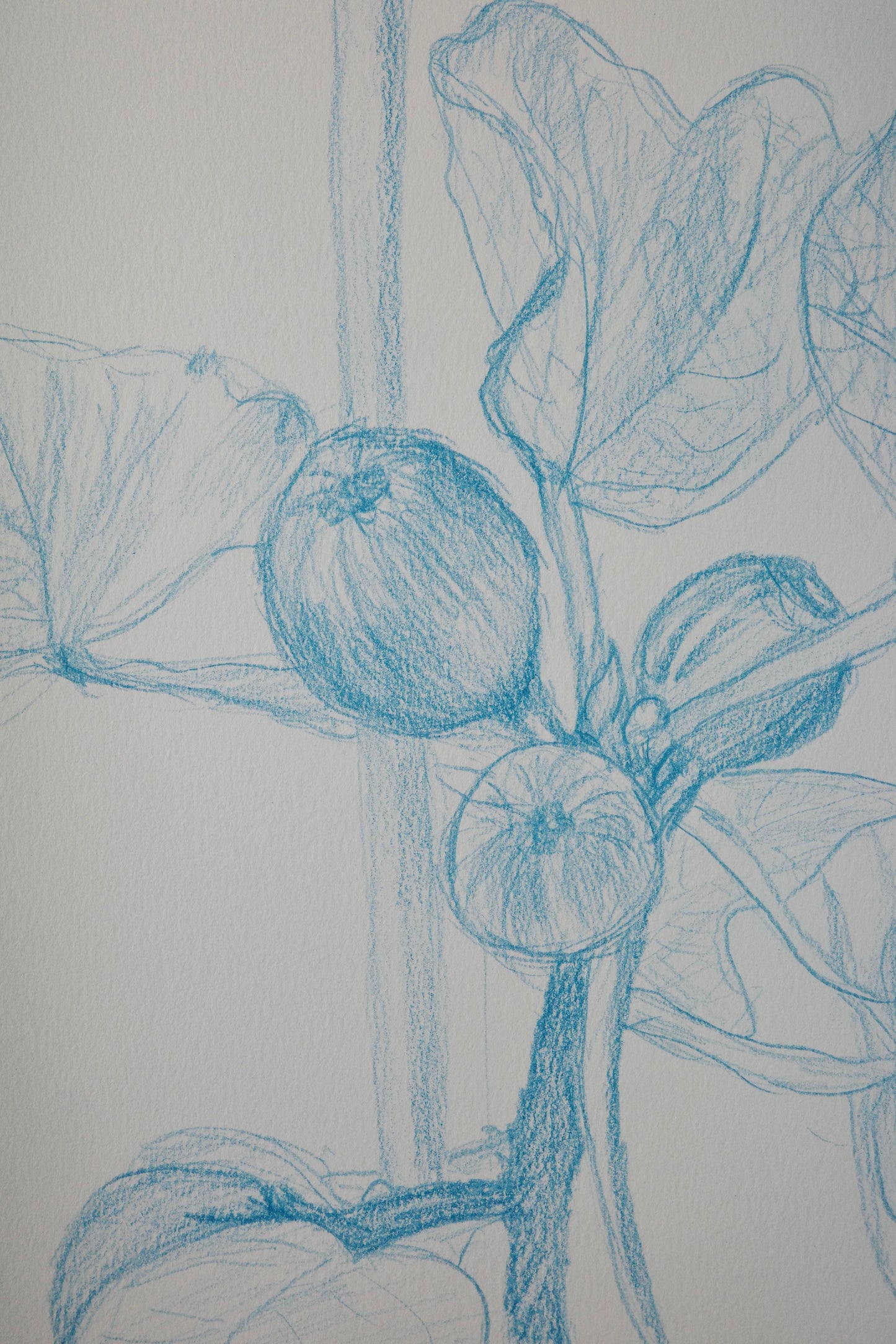 Fig, visual work, sketching, color pencil