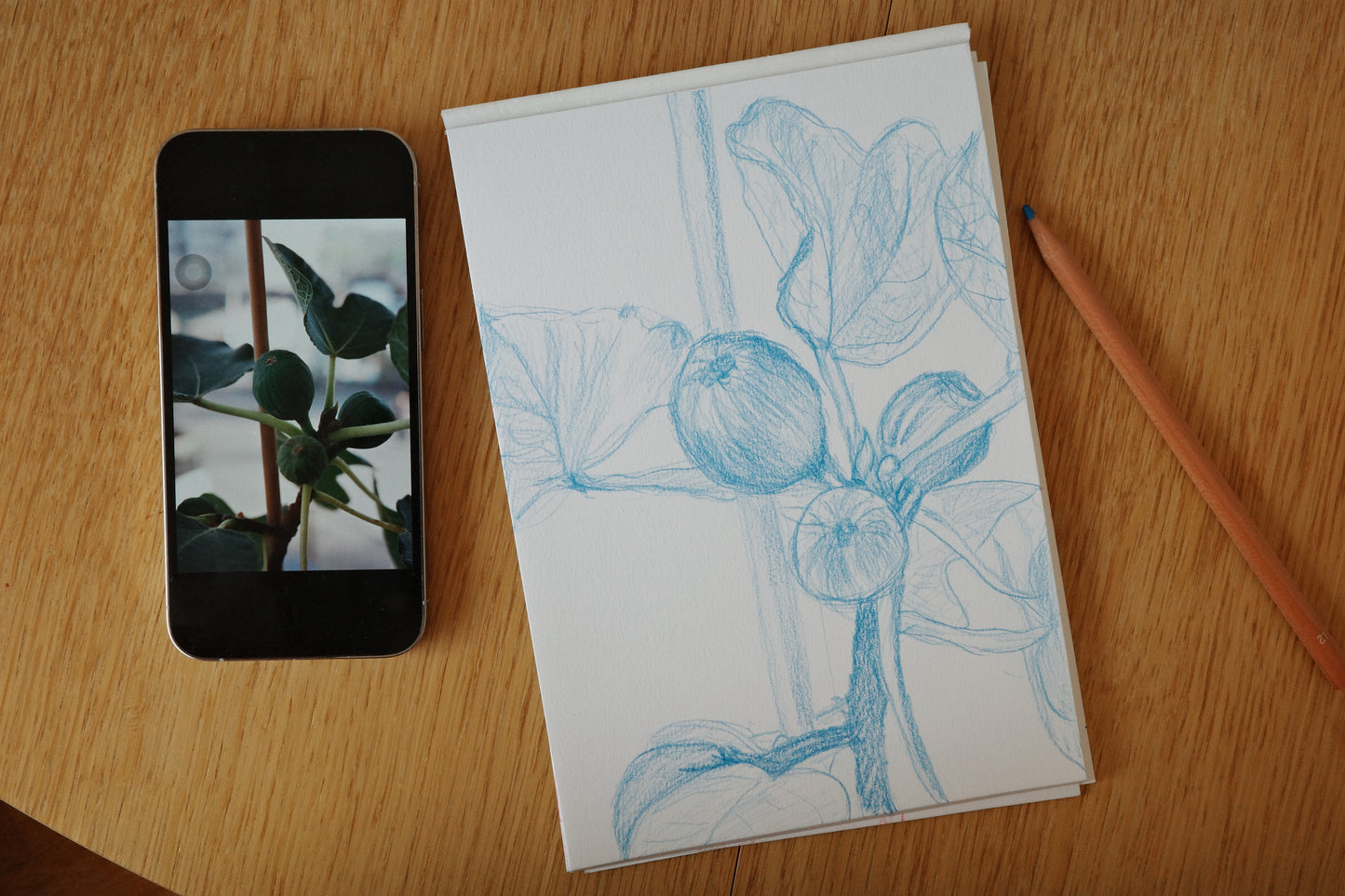 Fig, visual work, sketching, color pencil