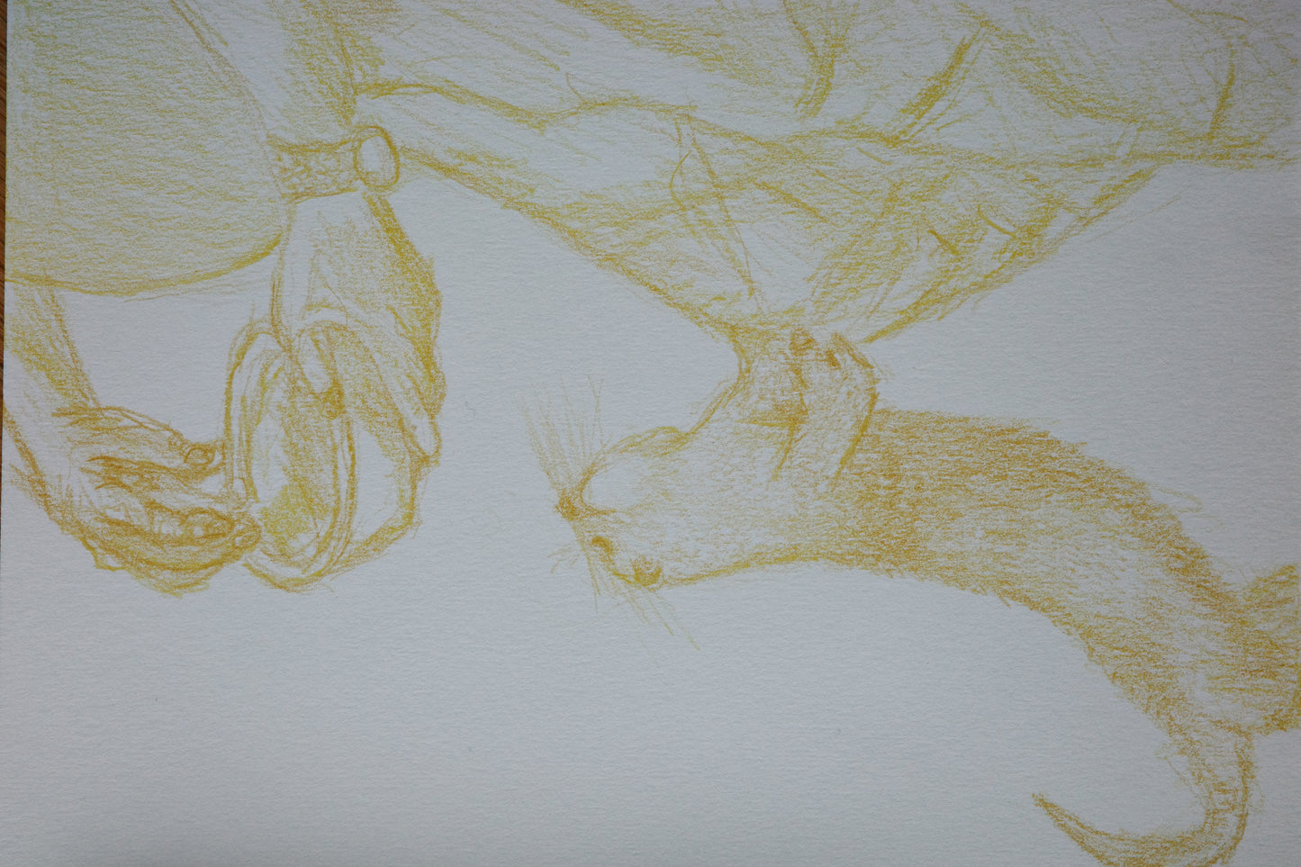 Feeding otters,  visual work, sketching, color pencil
