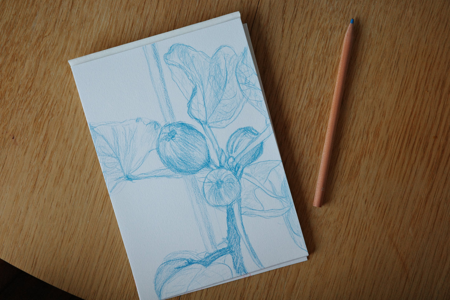 Fig, visual work, sketching, color pencil