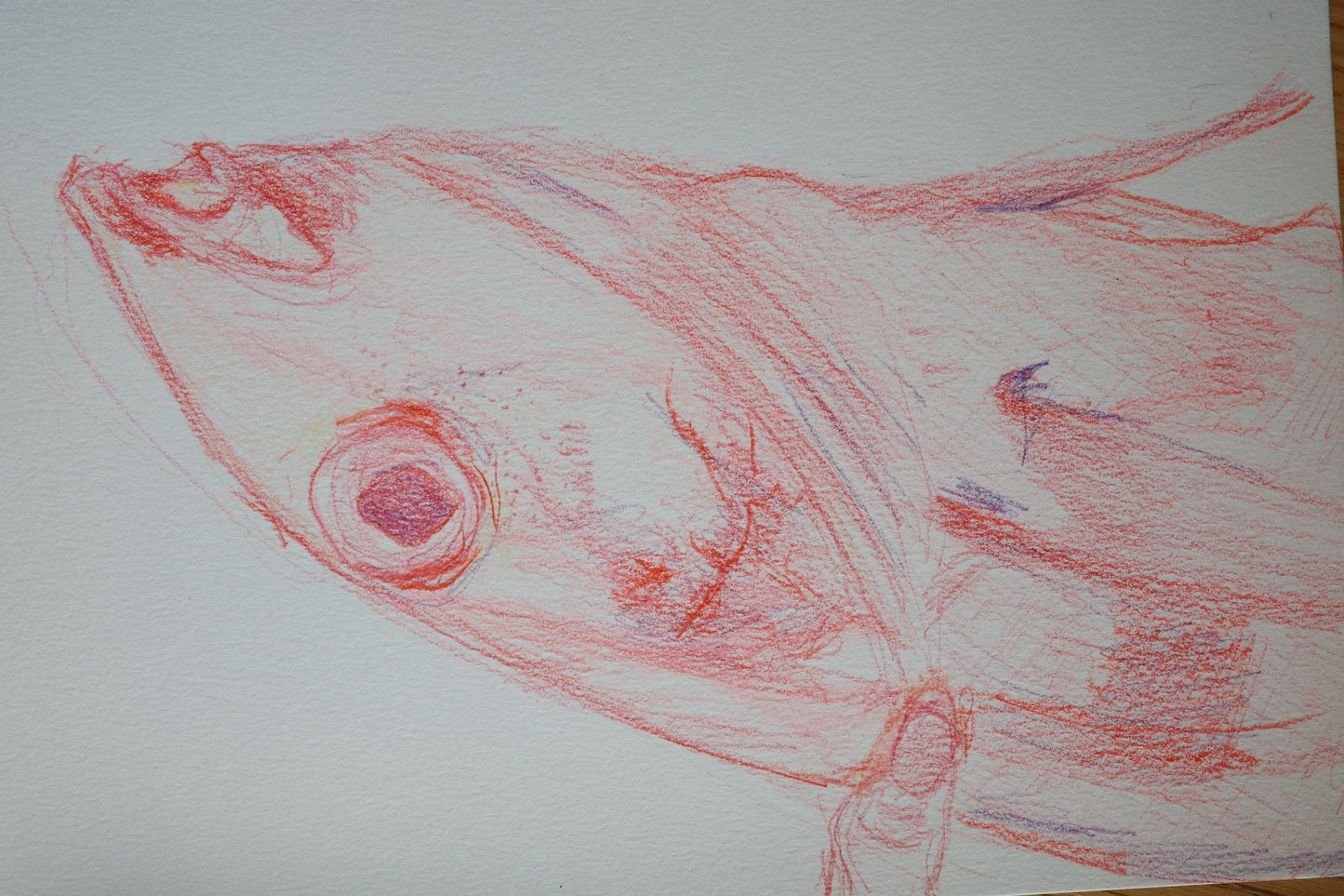 Caught cod, art, visual work, sketching, color pencil