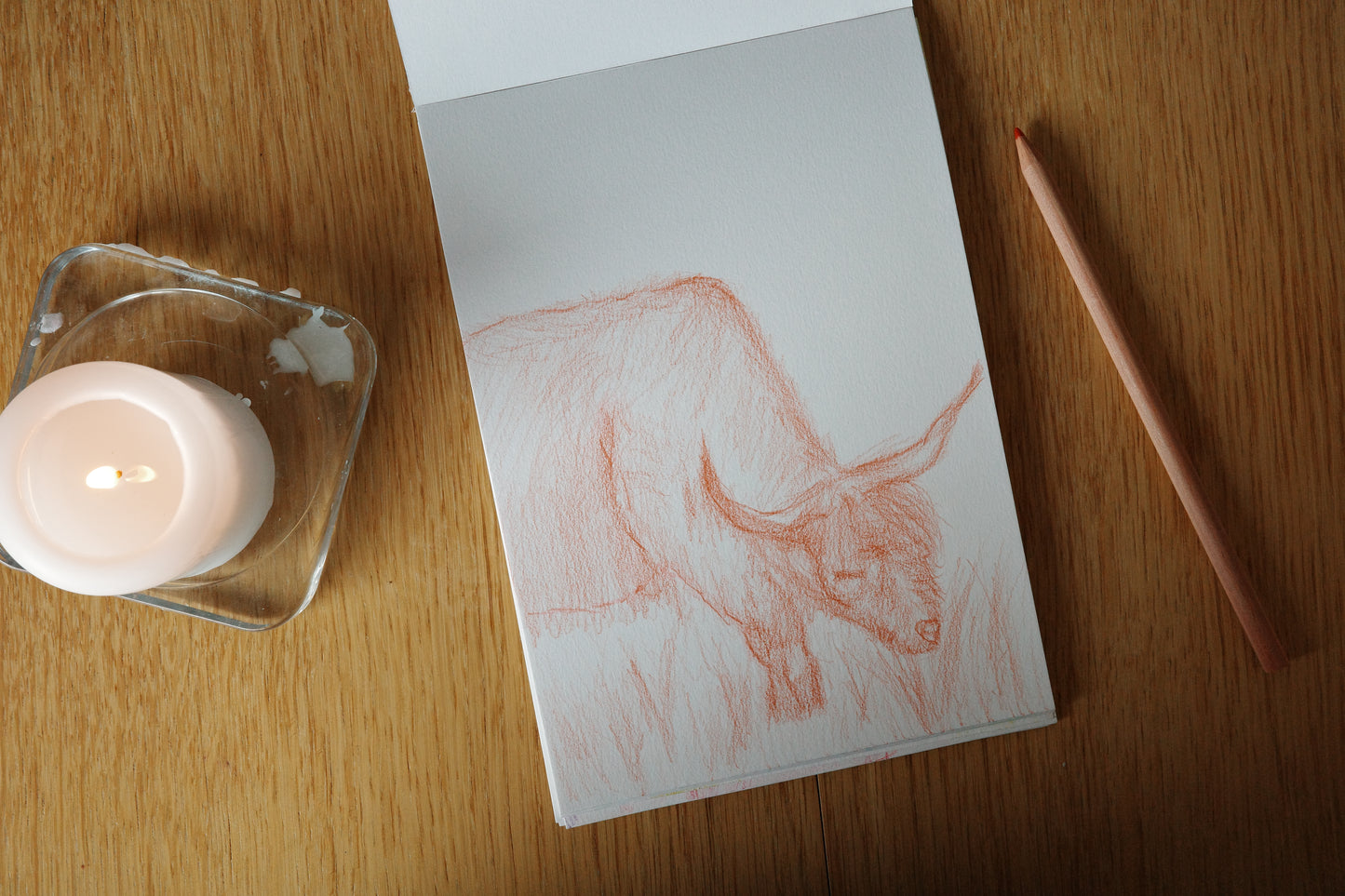 Highland cattle, art, visual work, sketching, color pencil