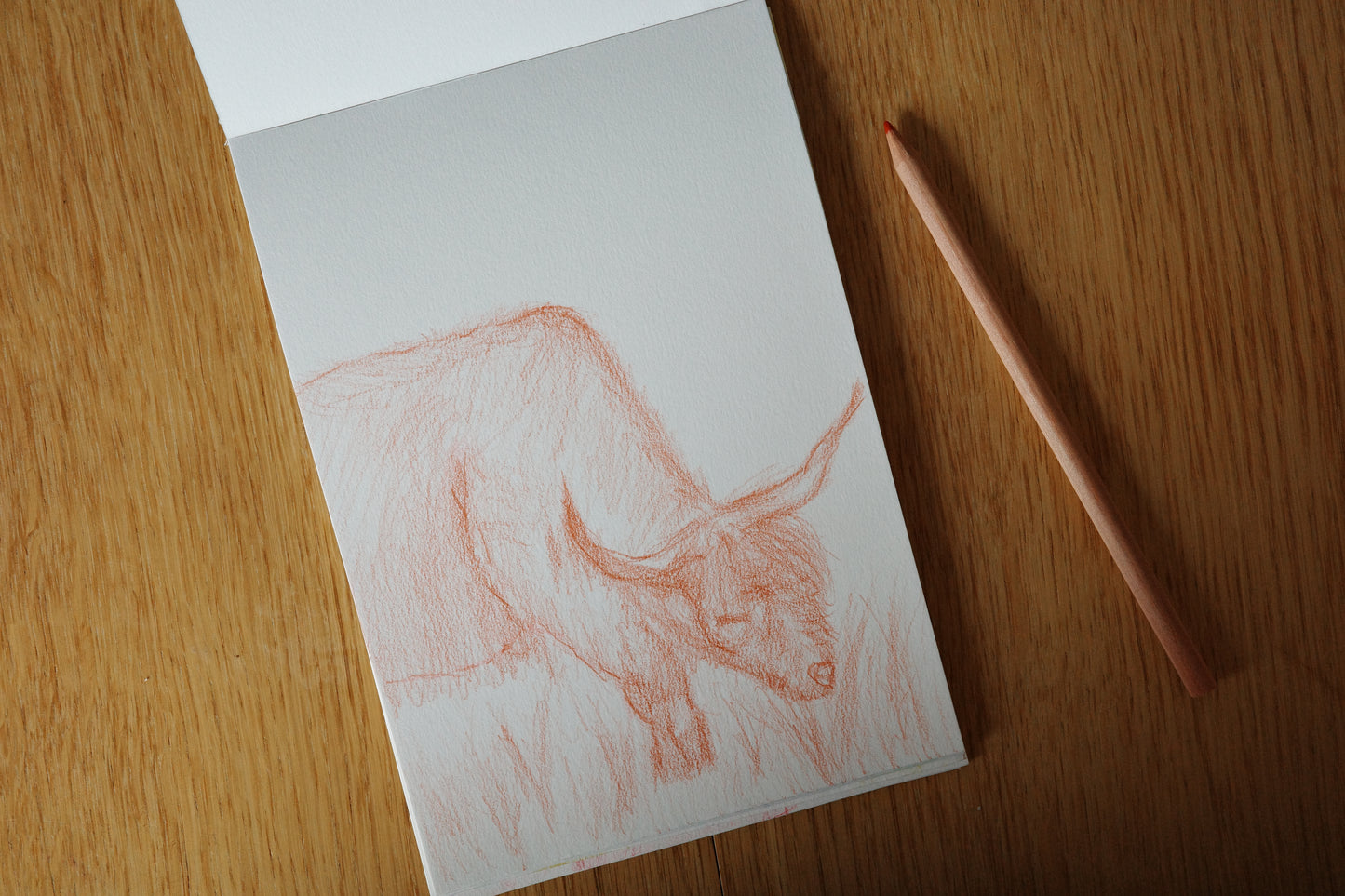 Highland cattle, art, visual work, sketching, color pencil