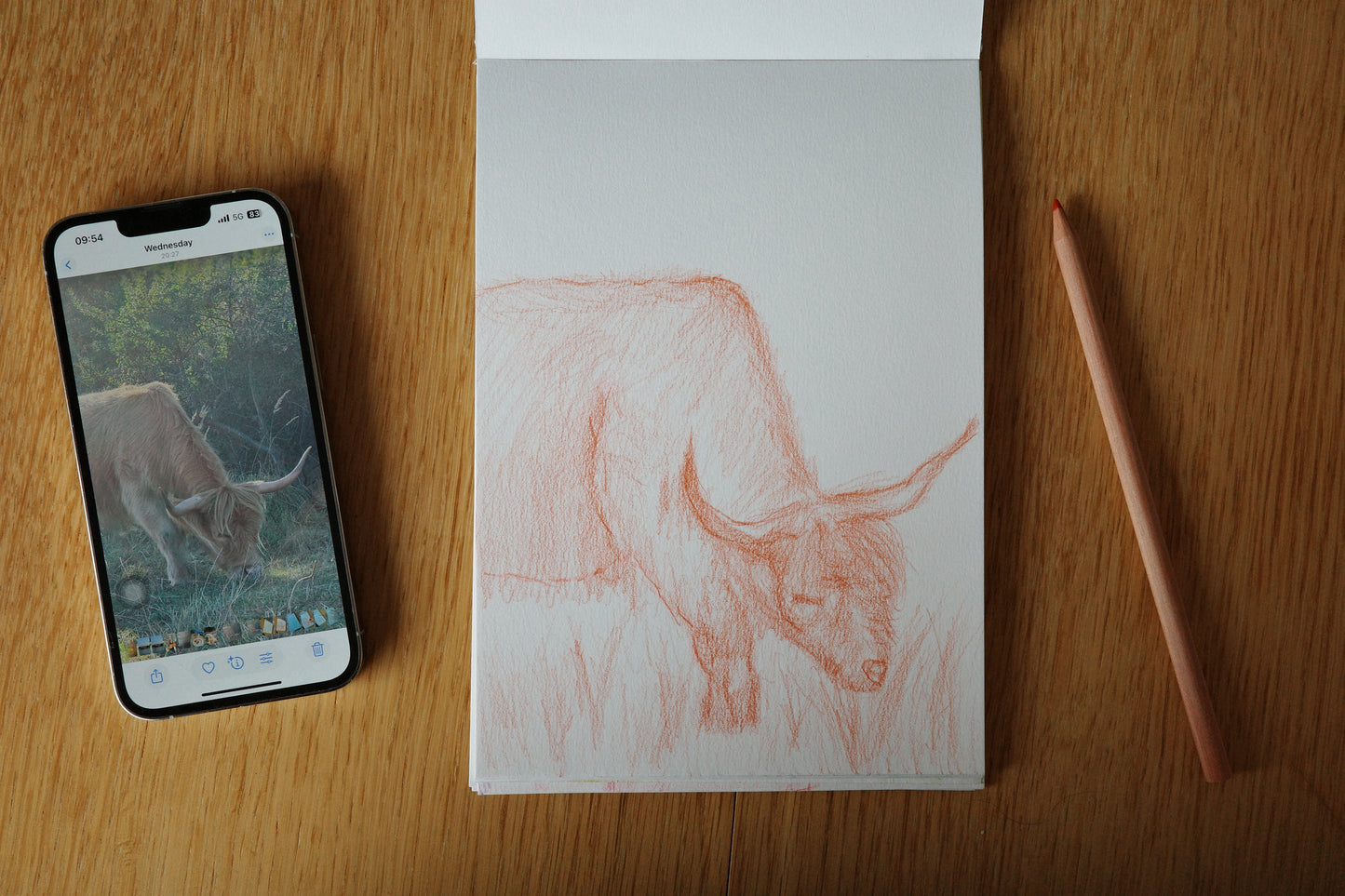 Highland cattle, art, visual work, sketching, color pencil
